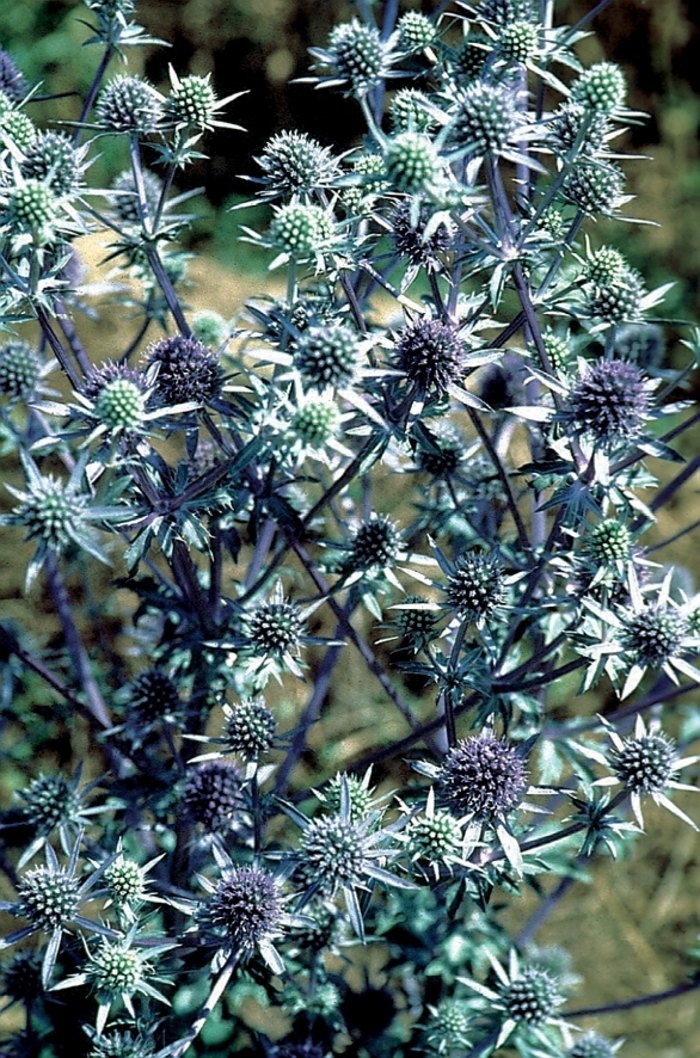 Sea Holly - Eryngium planum from Sloat Gardens