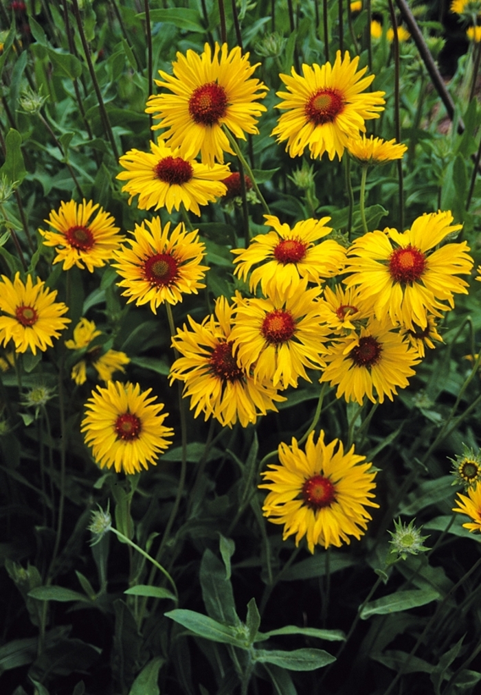 Amber Wheels Blanket Flower - Gaillardia aristata 'Amber Wheels' from Sloat Gardens