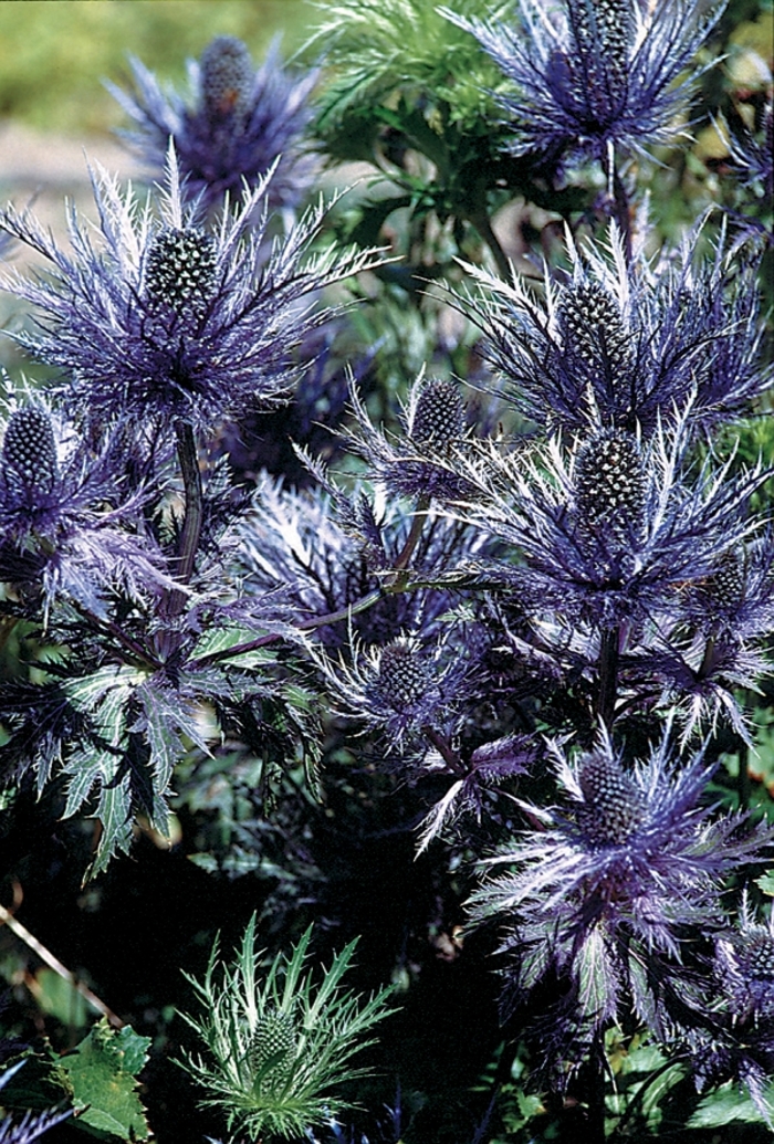 Alpine Sea Holly - Eryngium alpinum 'Blue Star®' from Sloat Gardens