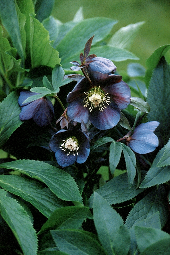 Lenten Rose - Helleborus orientalis 'Blue Metallic Lady' from Sloat Gardens