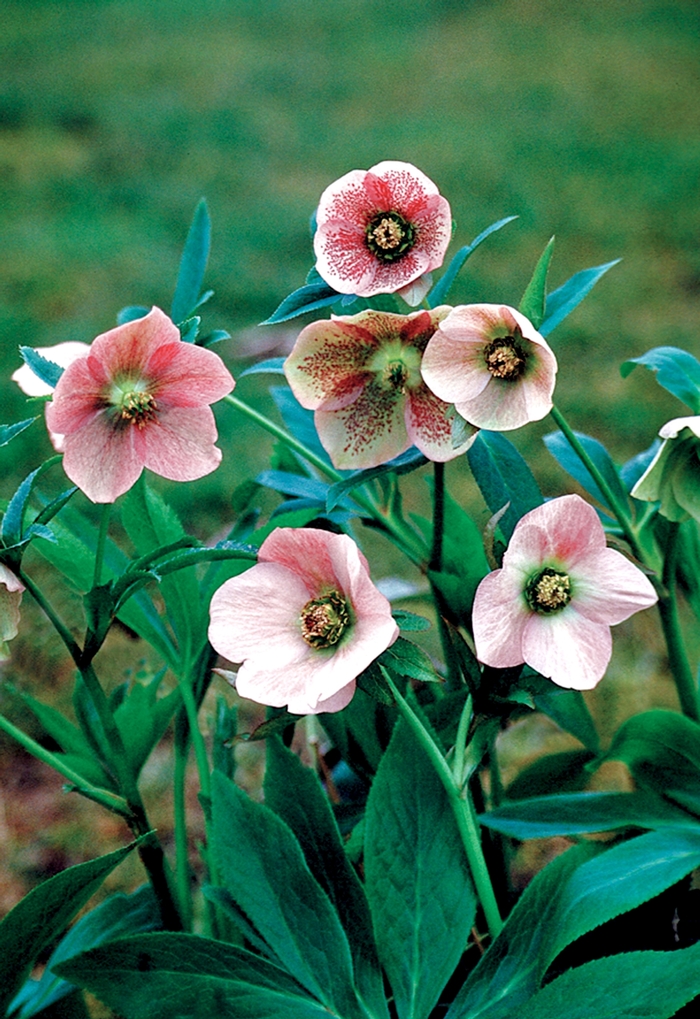 Lenten Rose - Helleborus orientalis 'Pink Lady' from Sloat Gardens