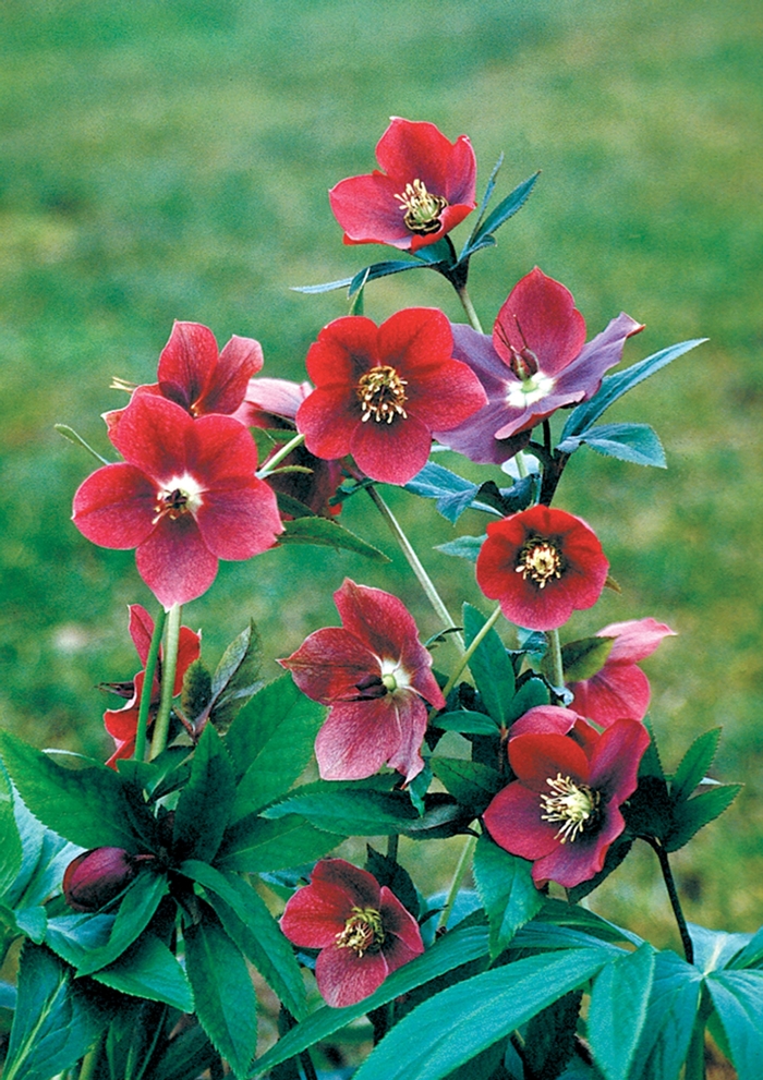 Lenten Rose - Helleborus orientalis 'Red Lady' from Sloat Gardens