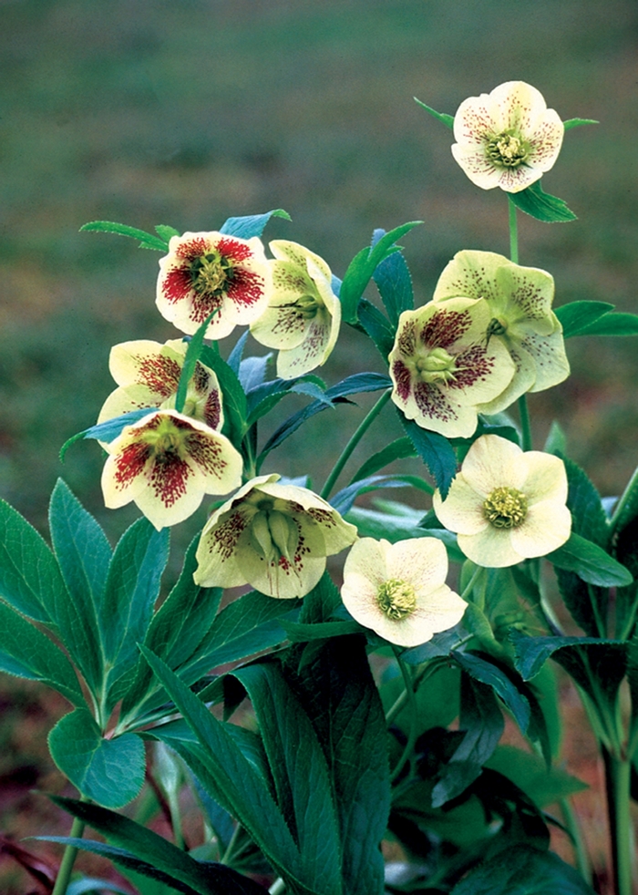 Lenten Rose - Helleborus orientalis 'White Spotted Lady' from Sloat Gardens