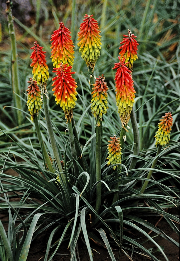 Red Hot Poker - Kniphofia hirsuta 'Fire Dance' from Sloat Gardens