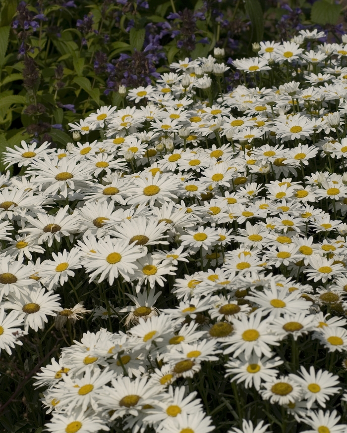 Shasta Daisy Becky - Leucanthemum superbum ''Becky'' from Sloat Gardens