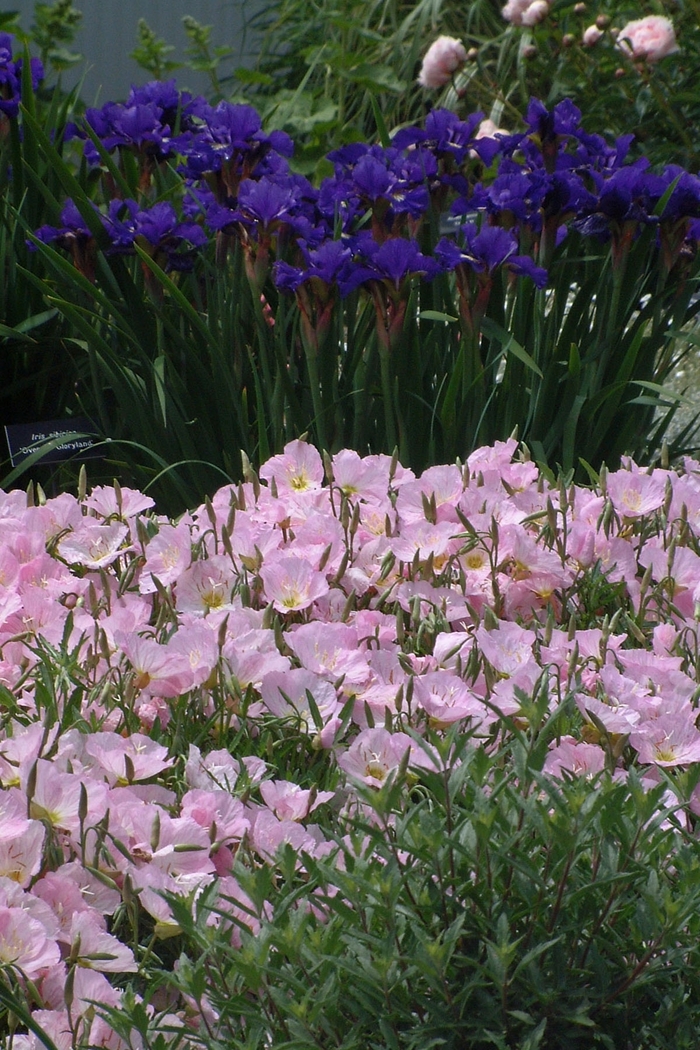 Evening Primrose - Oenothera speciosa 'Siskiyou' from Sloat Gardens