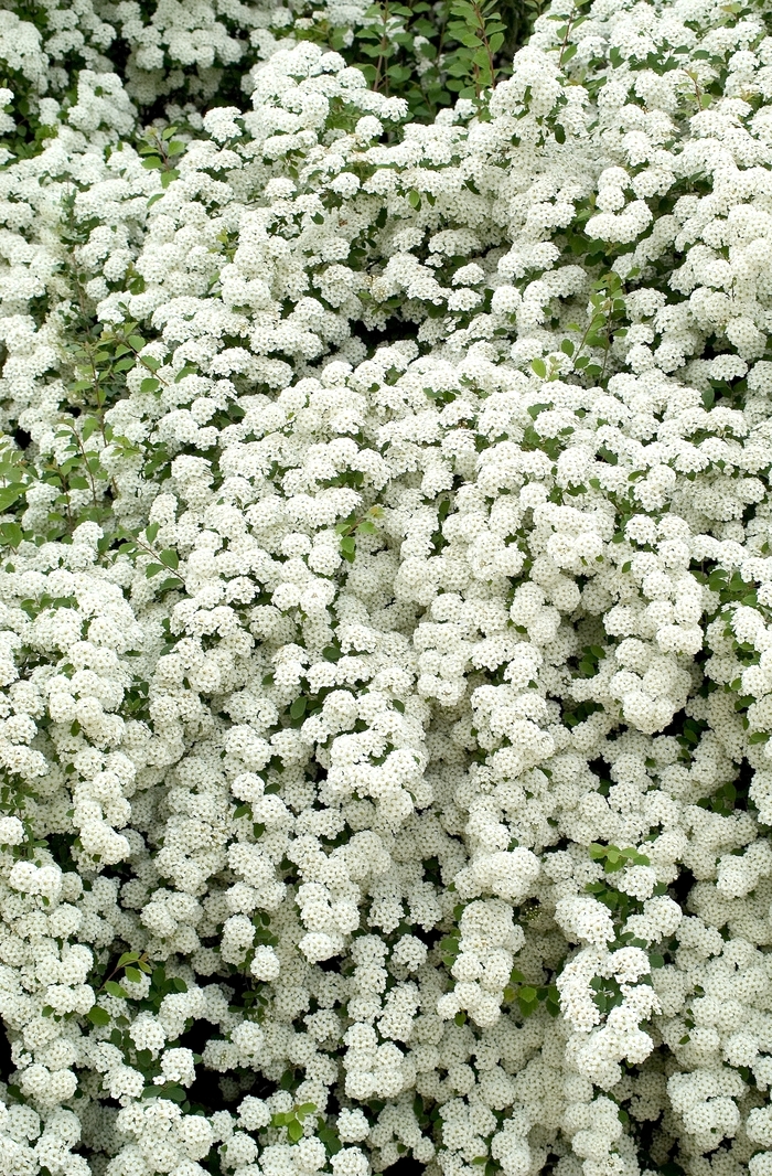 Snowmound Spirea - Spiraea nipponica x 'Snowmound' from Sloat Gardens