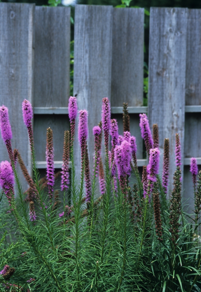 Blazing Star - Liatris spicata from Sloat Gardens