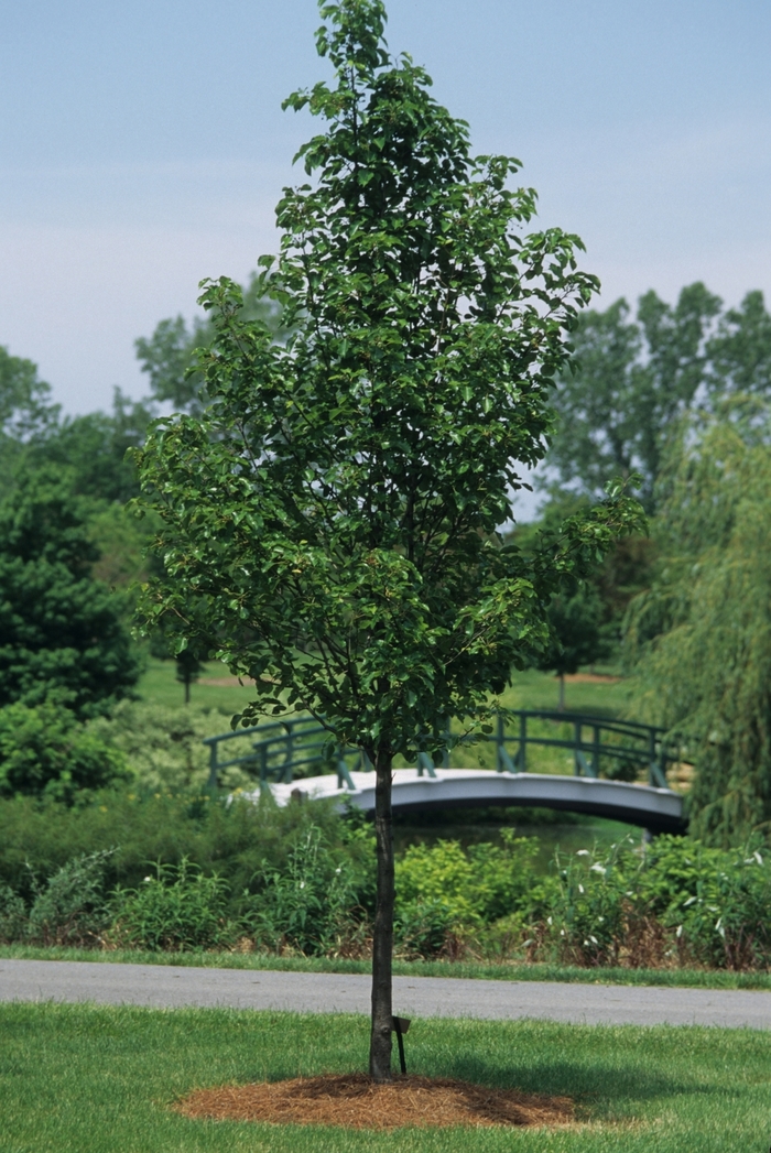 Aristocrat FloweringPear - Pyrus calleryana 'Aristocrat' from Sloat Gardens
