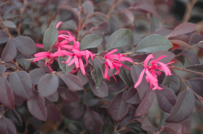 Chinese Fringe Flower - Loropetalum chinense rubrum 'Fire Dance' from Sloat Gardens