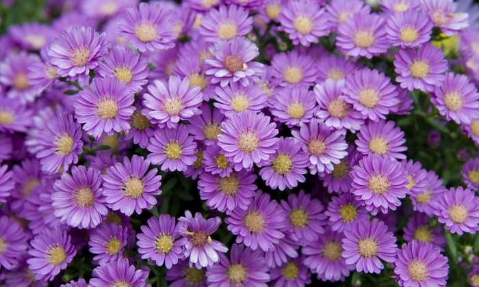 Pixie Dark Fall Aster - Aster 'Pixie Dark' from Sloat Gardens