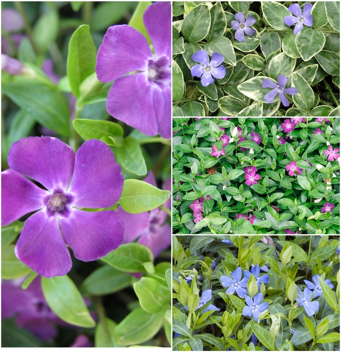 Vinca - Periwinkle Groundcover - Multiple Varieties from Sloat Gardens