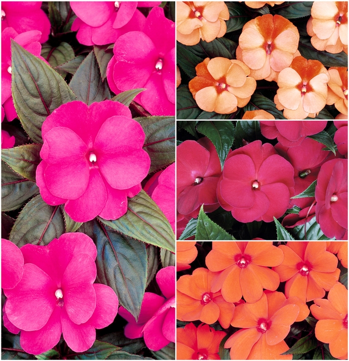 New Guinea Impatiens - Impatiens from Sloat Gardens