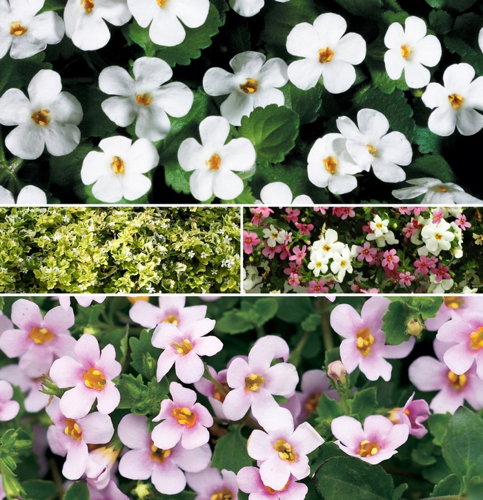 Bacopa - Multiple Varieties from Sloat Gardens