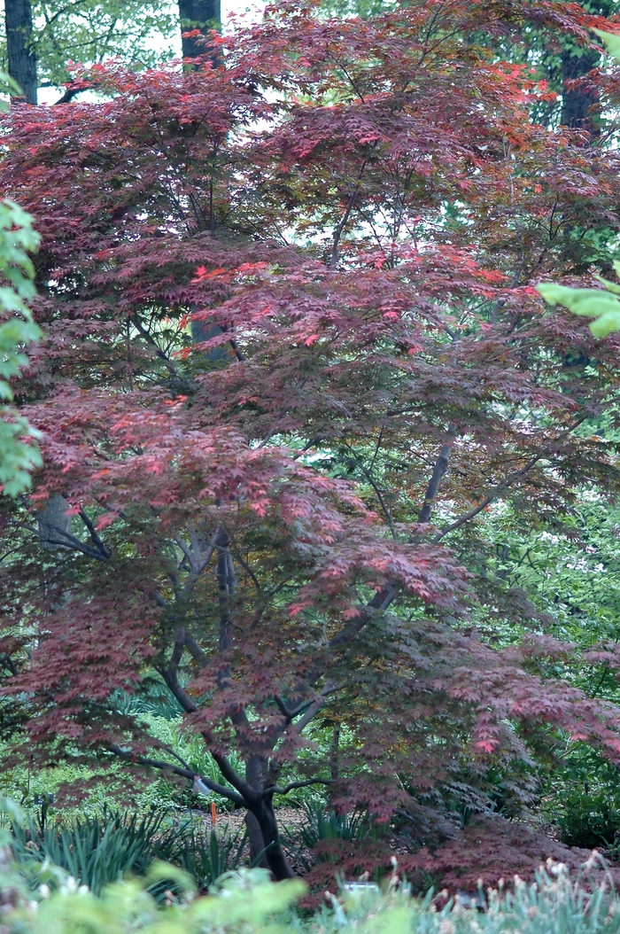 Oshio-beni Japanese Maple - Acer palmatum 'Oshio-beni' from Sloat Gardens