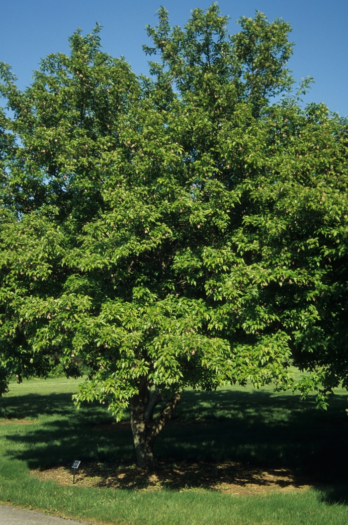 Scolopendrifolium Japanese Maple - Acer palmatum 'Scolopendrifolium' from Sloat Gardens