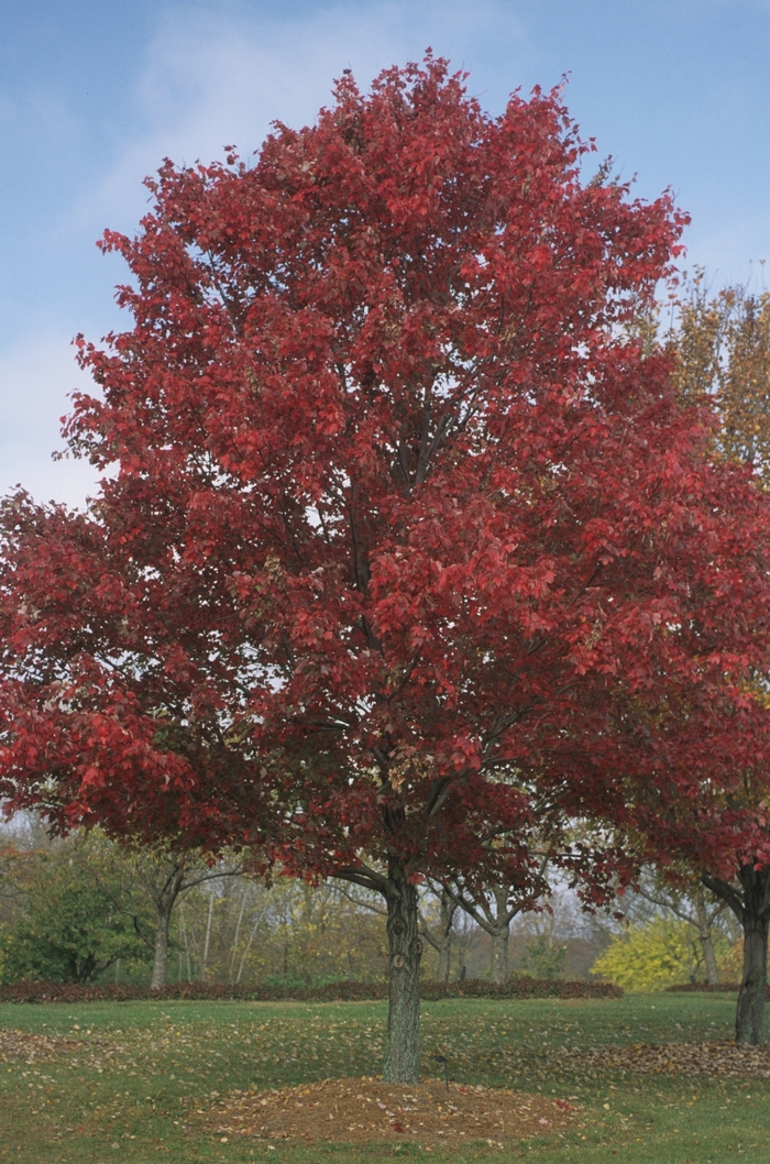 Red Maple - Acer rubrum from Sloat Gardens