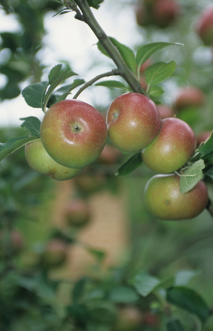  Gala Apple - Apple ' Gala' from Sloat Gardens