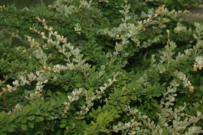 Lime Glow Barberry - Berberis thunbergii 'Lime Glow' from Sloat Gardens