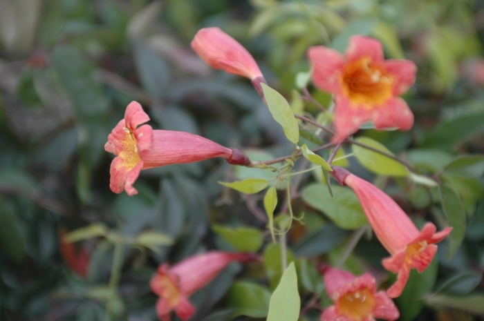 Tangerine Beauty Cross Vine - Bignonia capreolata 'Tangerine Beauty' from Sloat Gardens