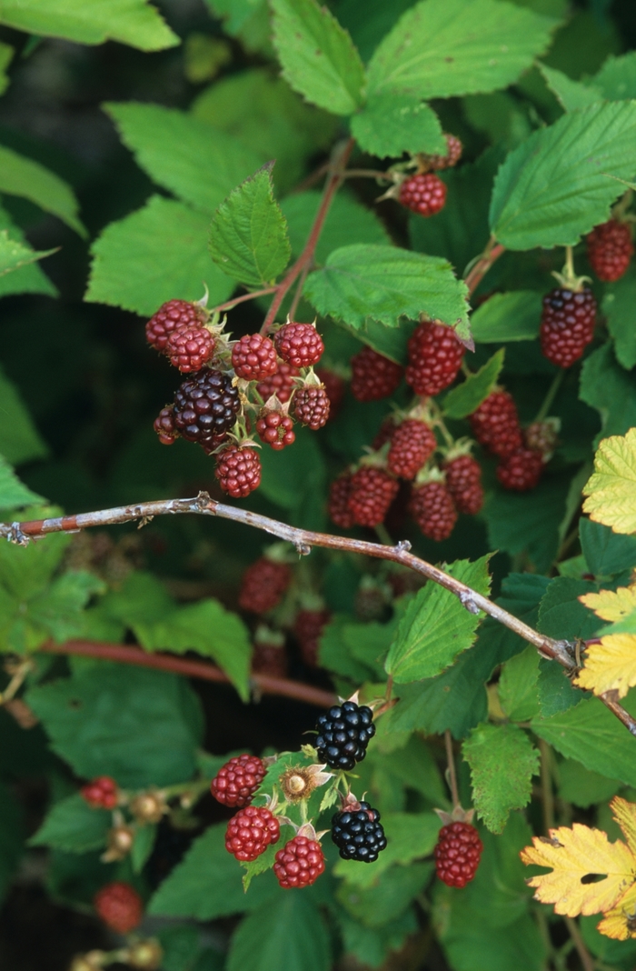 Black Satin Blackberry - Rubus ursinus 'Black Satin' from Sloat Gardens