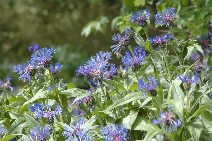 Perennial Bachelor's Button - Centaurea montana from Sloat Gardens