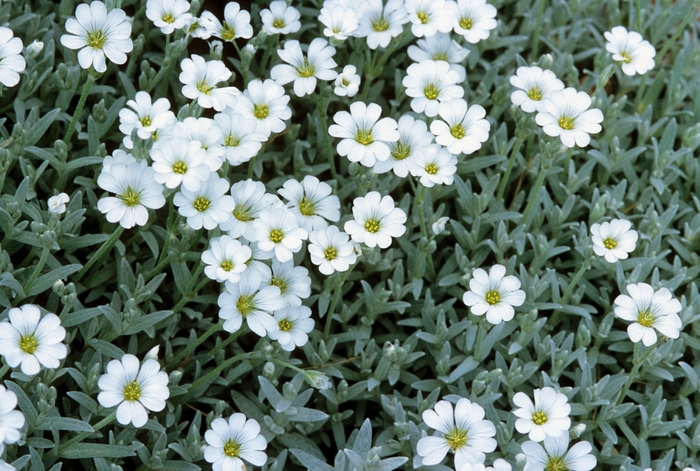 Snow-in-Summer - Cerastium tomentosum from Sloat Gardens