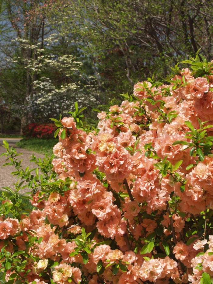 Cameo Flowering Quince - Chaenomeles speciosa 'Cameo' from Sloat Gardens