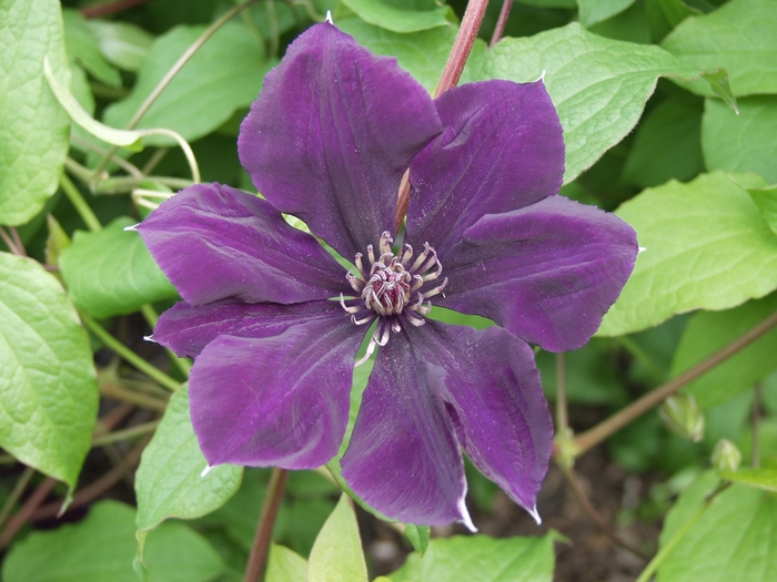 Gypsy Queen Clematis - Clematis 'Gypsy Queen' from Sloat Gardens