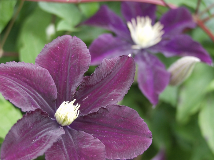 Warsaw Nike Clematis - Clematis 'Warsaw Nike' from Sloat Gardens