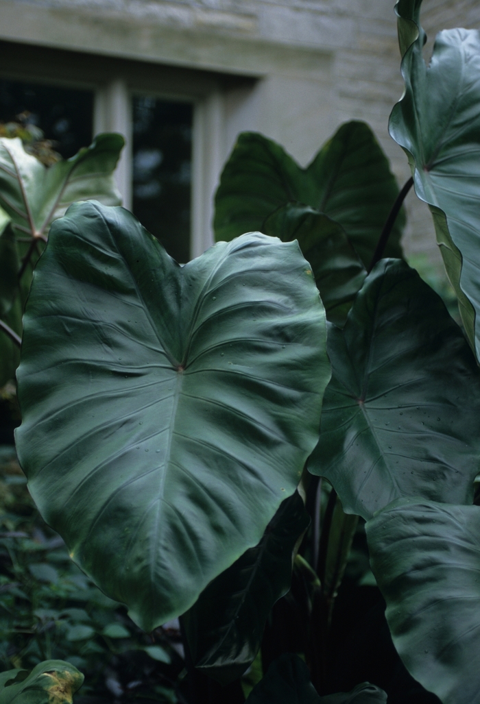 Violet Stem Colocasia - Colocasia esculenta 'Violet Stem' from Sloat Gardens