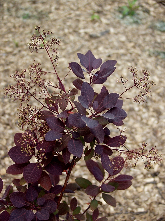 Purple Supreme Smokebush - Cotinus coggygria 'Purple Supreme' from Sloat Gardens