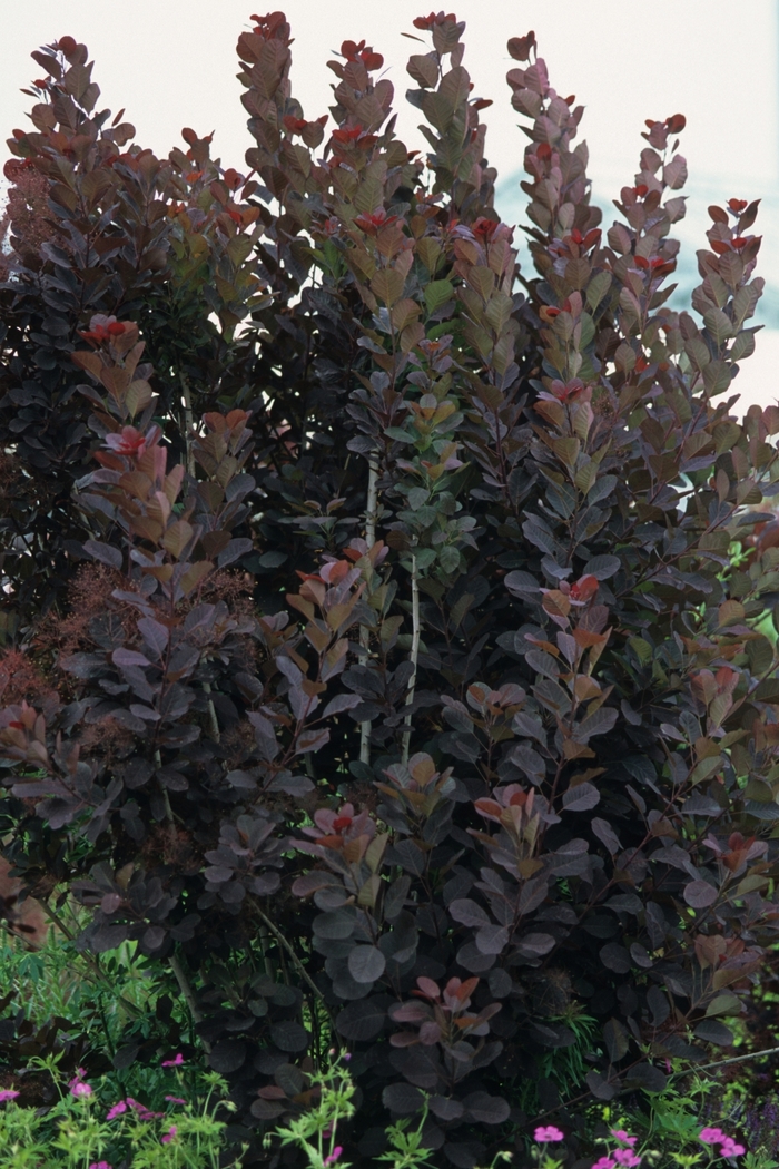 Royal Purple Smokebush - Cotinus coggygria 'Royal Purple' from Sloat Gardens