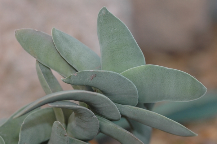Propeller Plant - Crassula falcata from Sloat Gardens