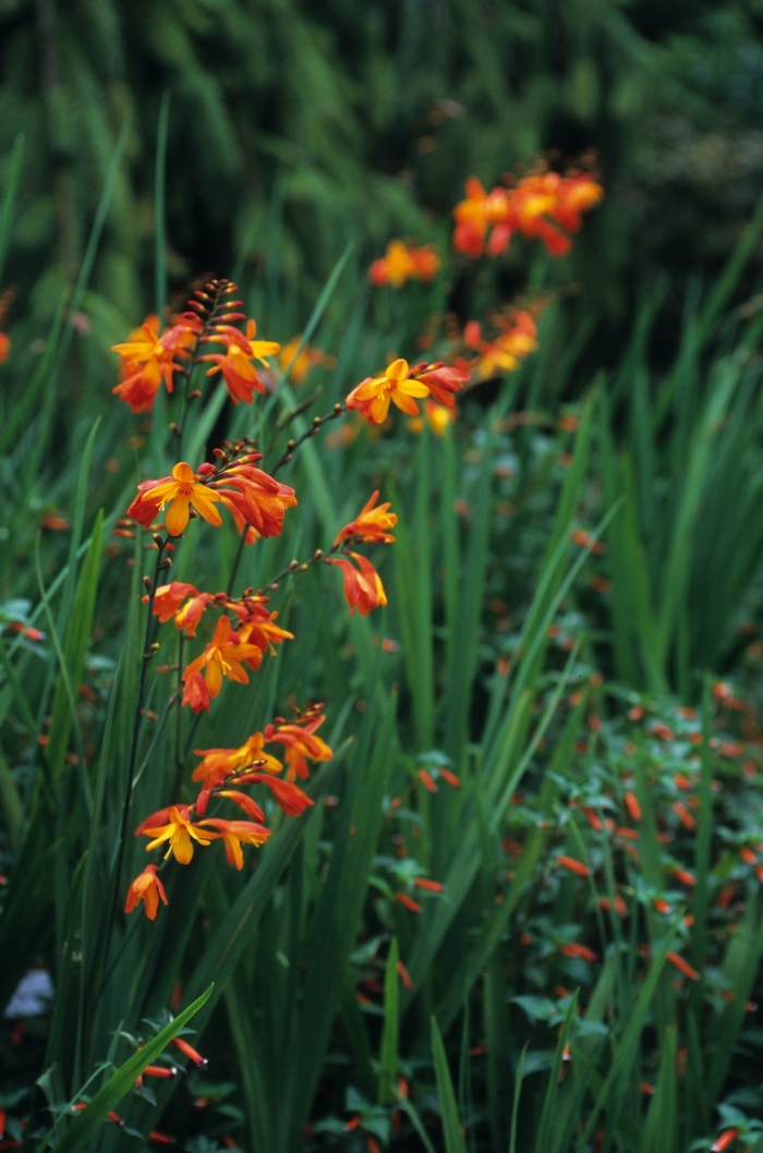 Emily McKenzie Crocosmia - Crocosmia x crocosmiiflora 'Emily McKenzie' from Sloat Gardens