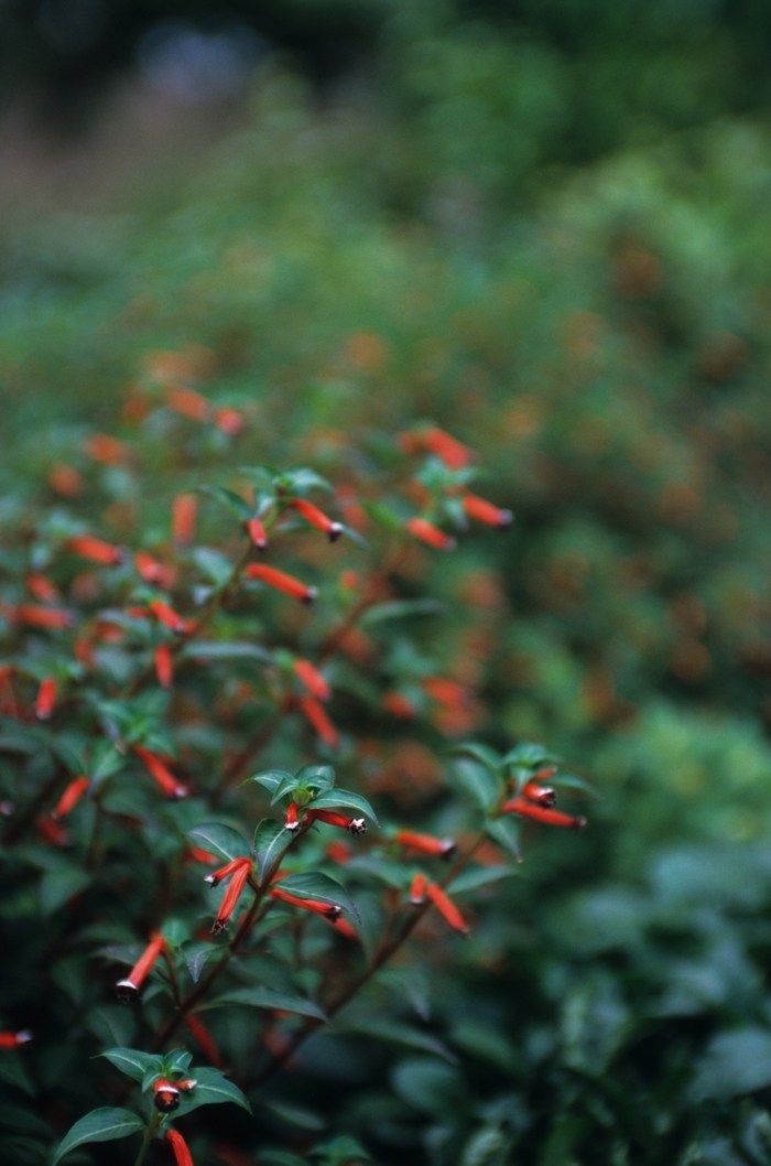 Firecracker Plant - Cuphea ignea from Sloat Gardens