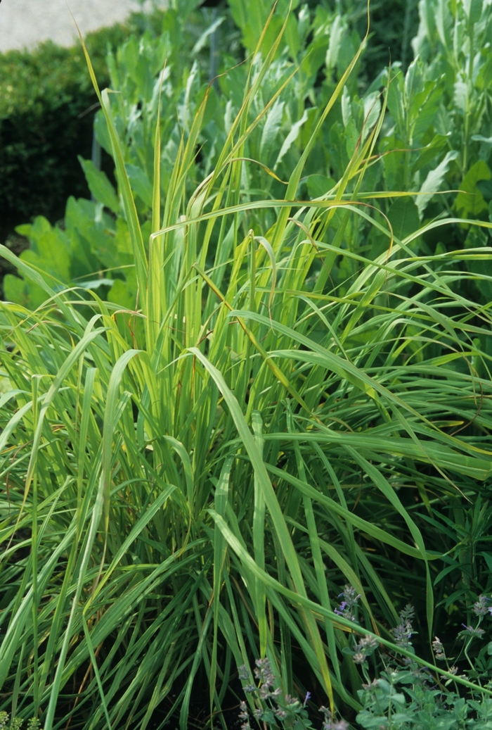Lemon Grass - Cymbopogon citratus from Sloat Gardens