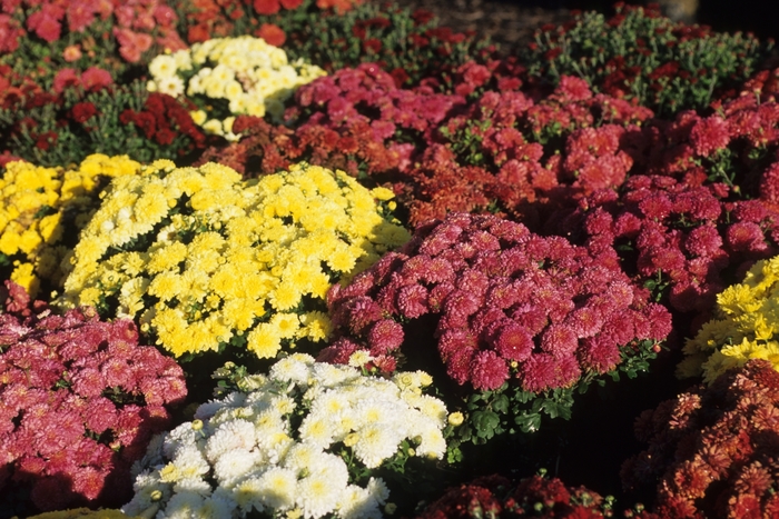 Mum - Chrysanthemum Garden Mums 'Multiple Varieties' from Sloat Gardens