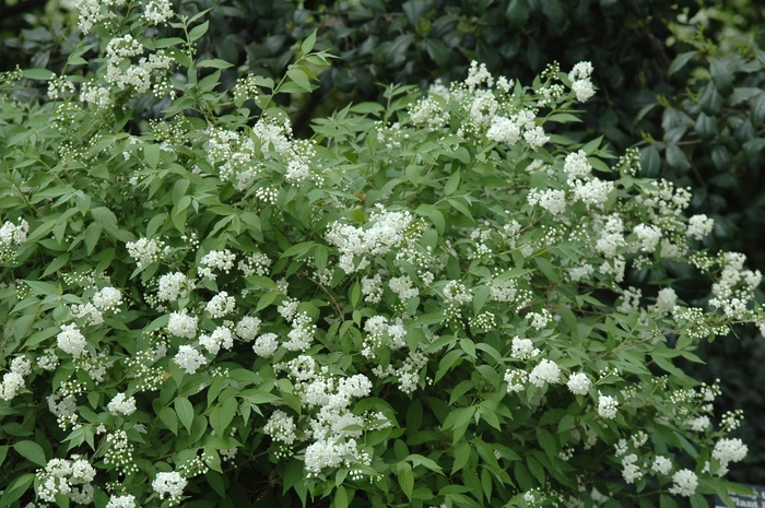 Fuzzy Deutzia - Deutzia scabra from Sloat Gardens