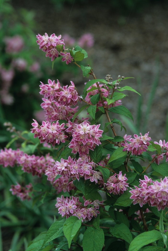 Magician Deutzia - Deutzia 'Magician' from Sloat Gardens