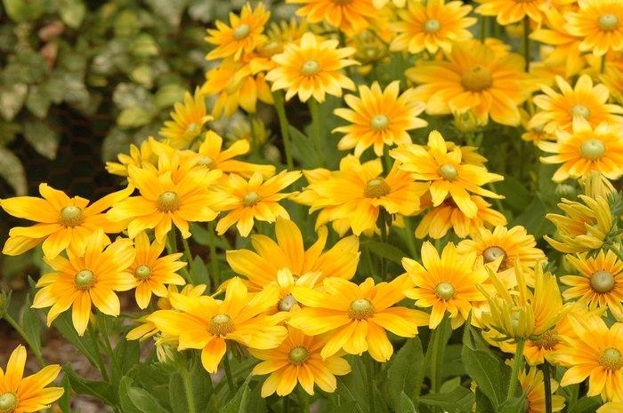 Black-eyed Susan - Rudbeckia hirta 'Prairie Sunset' from Sloat Gardens