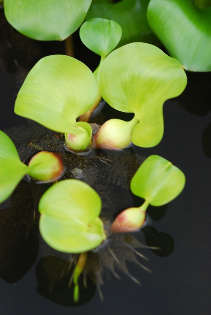 Water Hyacinth - Eichhornia crassipes from Sloat Gardens