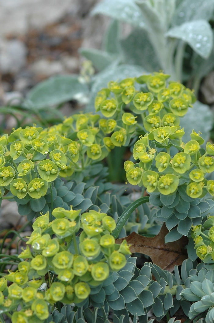 Creeping Spurge - Euphorbia myrsinites from Sloat Gardens