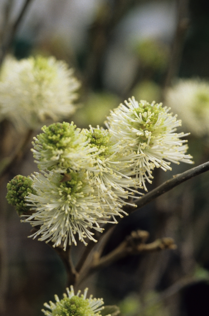 Mount Airy Fothergilla - Fothergilla gardenii 'Mount Airy' from Sloat Gardens