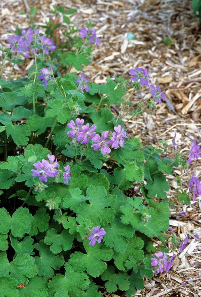 Geranium - Geranium 'Philippe Vapelle' from Sloat Gardens