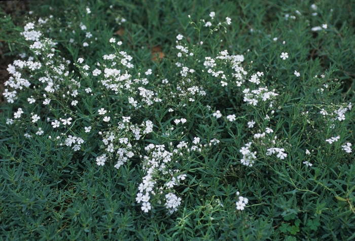 Creeping Baby's Breath - Gypsophila repens 'Alba' from Sloat Gardens