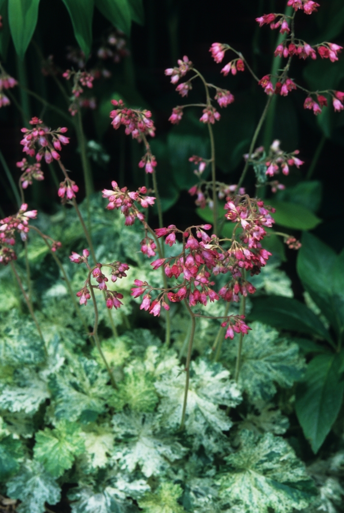 Coral Bells - Heuchera 'Snow Angel' from Sloat Gardens