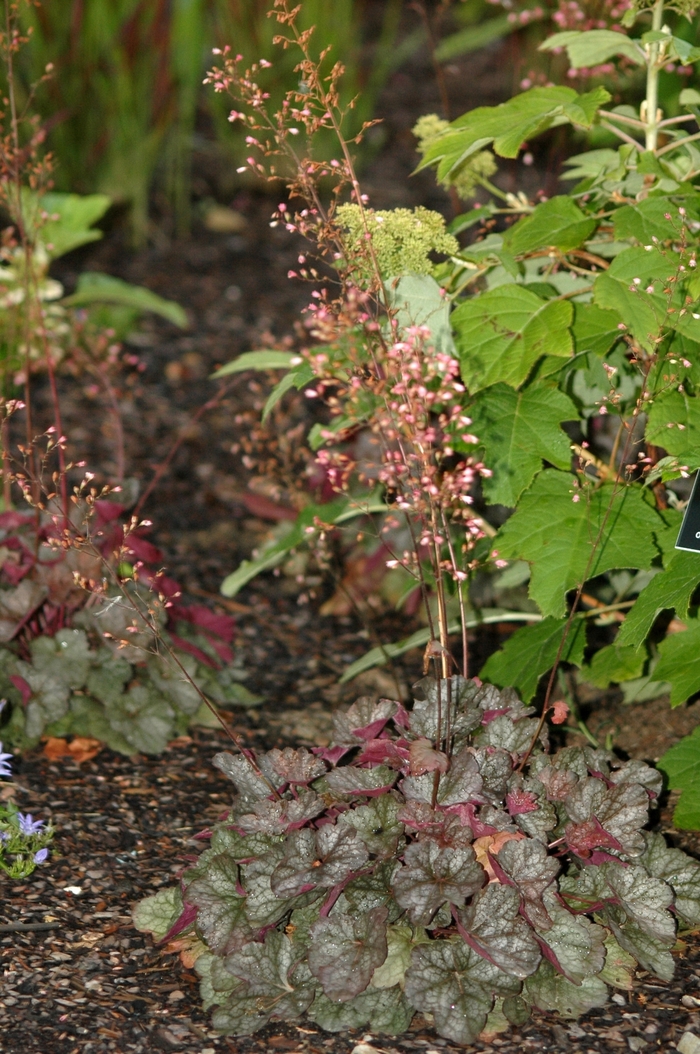 Regina Coralbells - Heuchera 'Regina' from Sloat Gardens