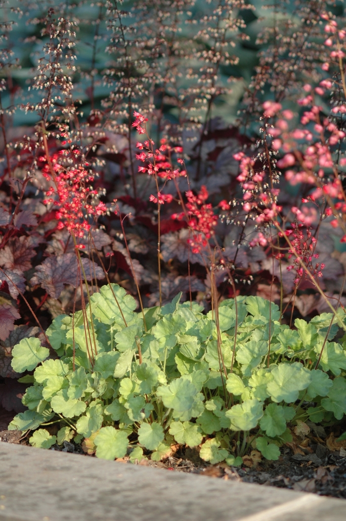 Coral Bells - Heuchera x brizoides 'Firefly' from Sloat Gardens