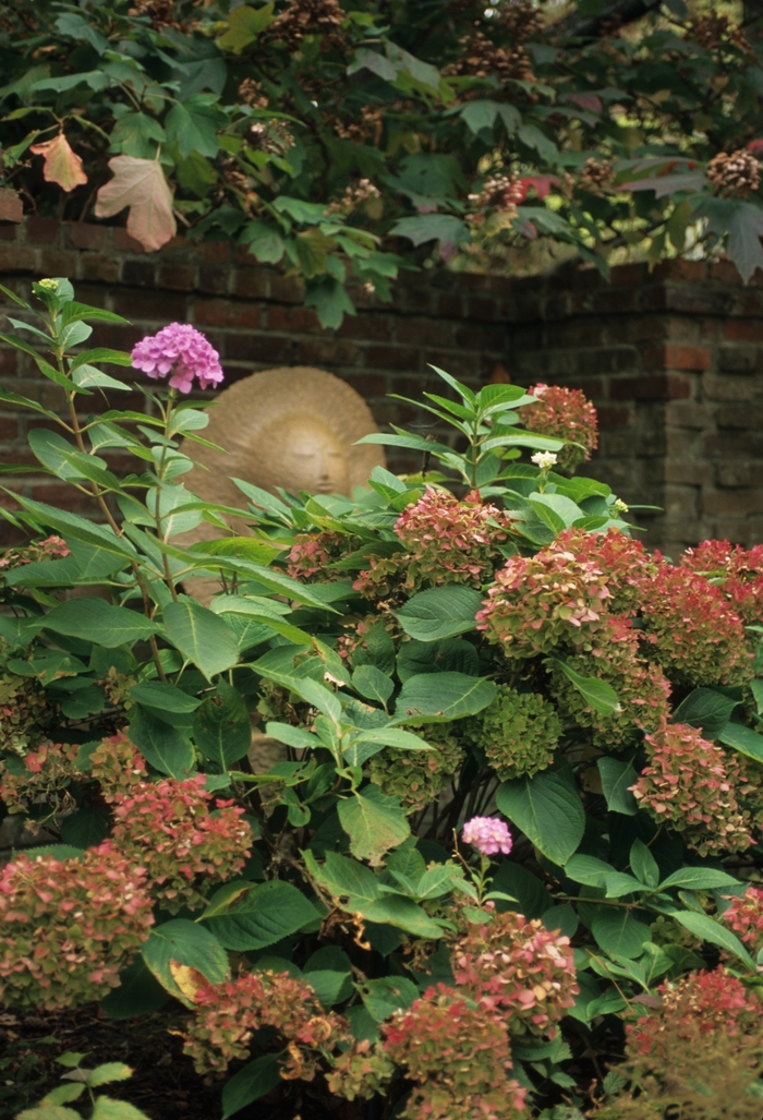 Hydrangea - Hydrangea macrophylla from Sloat Gardens